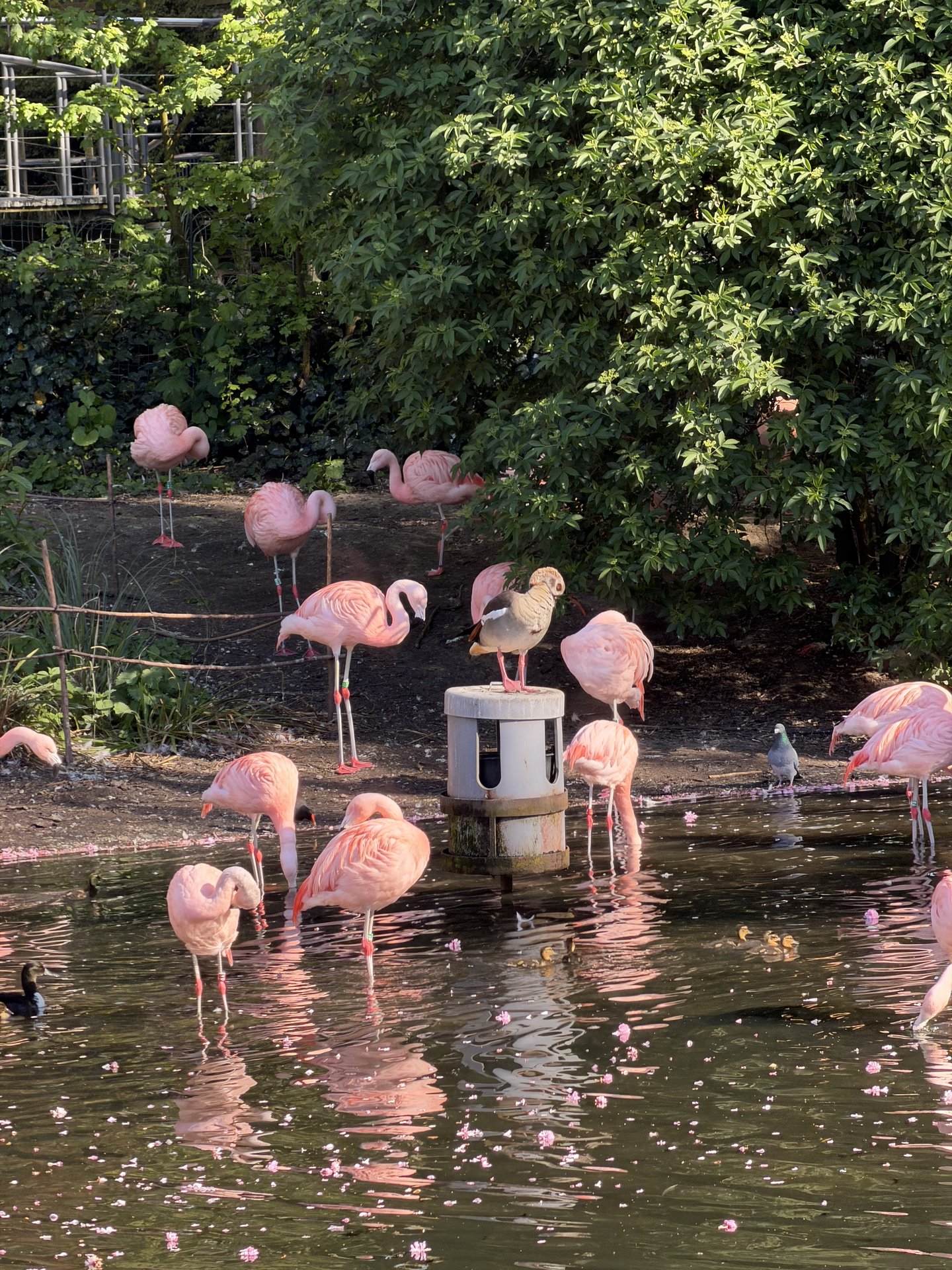 A vibrant group of pink flamingos stands and wades in a sunlit pond, surrounded by lush green foliage at Plantage Kerklaan, Plantage, Amsterdam